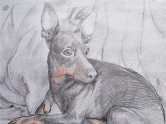 Guido Zibordi Marchesi cagnolino